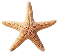 Sea Spa